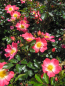Preview: Beetrose Bienenweide Bicolor 1